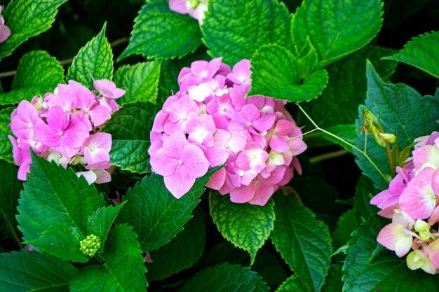  What Turns Hydrangeas Pink 