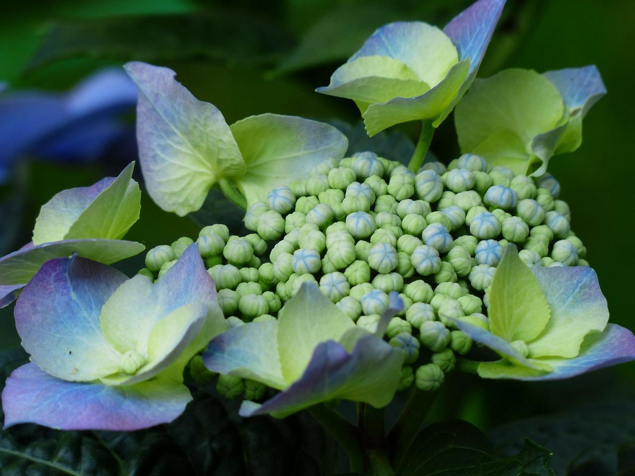 When Do Hydrangea Buds Appear 