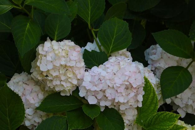 When Do Hydrangea Buds Appear 