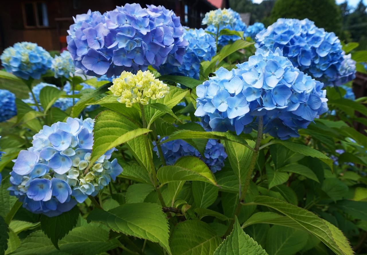 When Do Hydrangeas Bloom In New England 