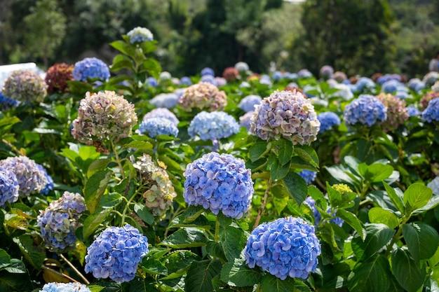 When Do Hydrangeas Bloom In New England 