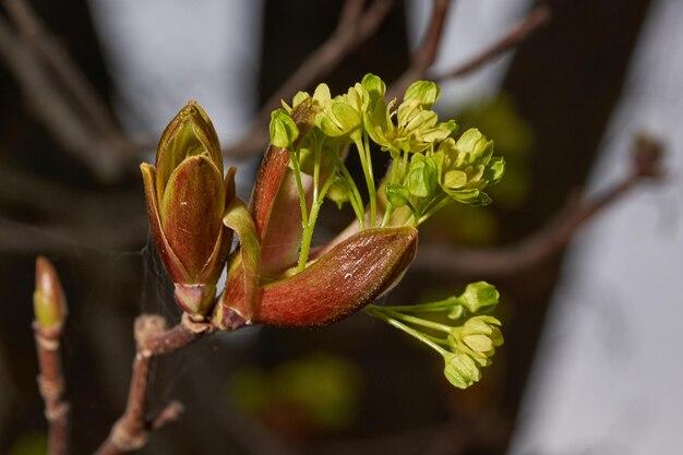  When Do Maple Trees Bud 