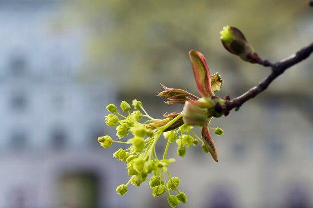  When Do Maple Trees Bud 