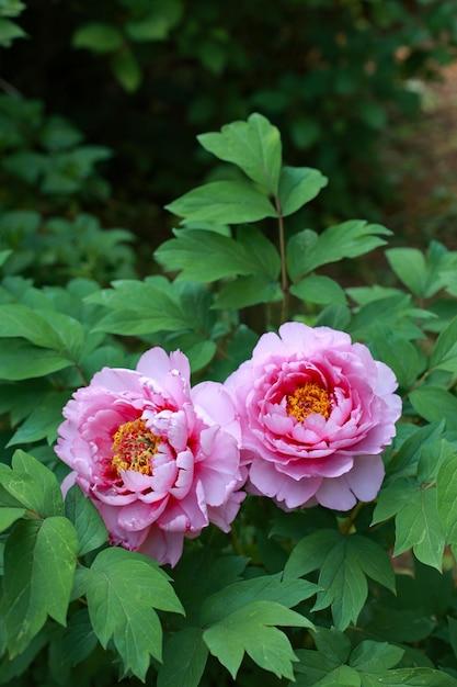  When Do Peonies Bloom In Ohio 