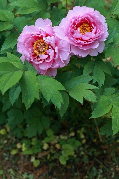  When Do Peonies Bloom In Ohio 