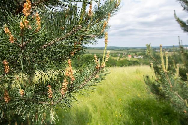  When Do Pine Cones Grow 