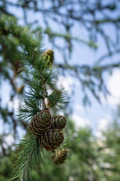  When Do Pine Cones Grow 