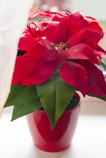 When Do Poinsettias Bloom Naturally 