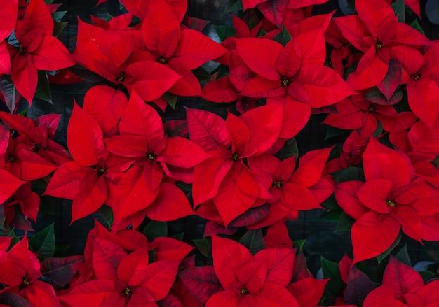 When Do Poinsettias Bloom Naturally 