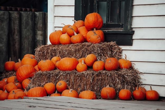  When Do They Start Selling Pumpkins 