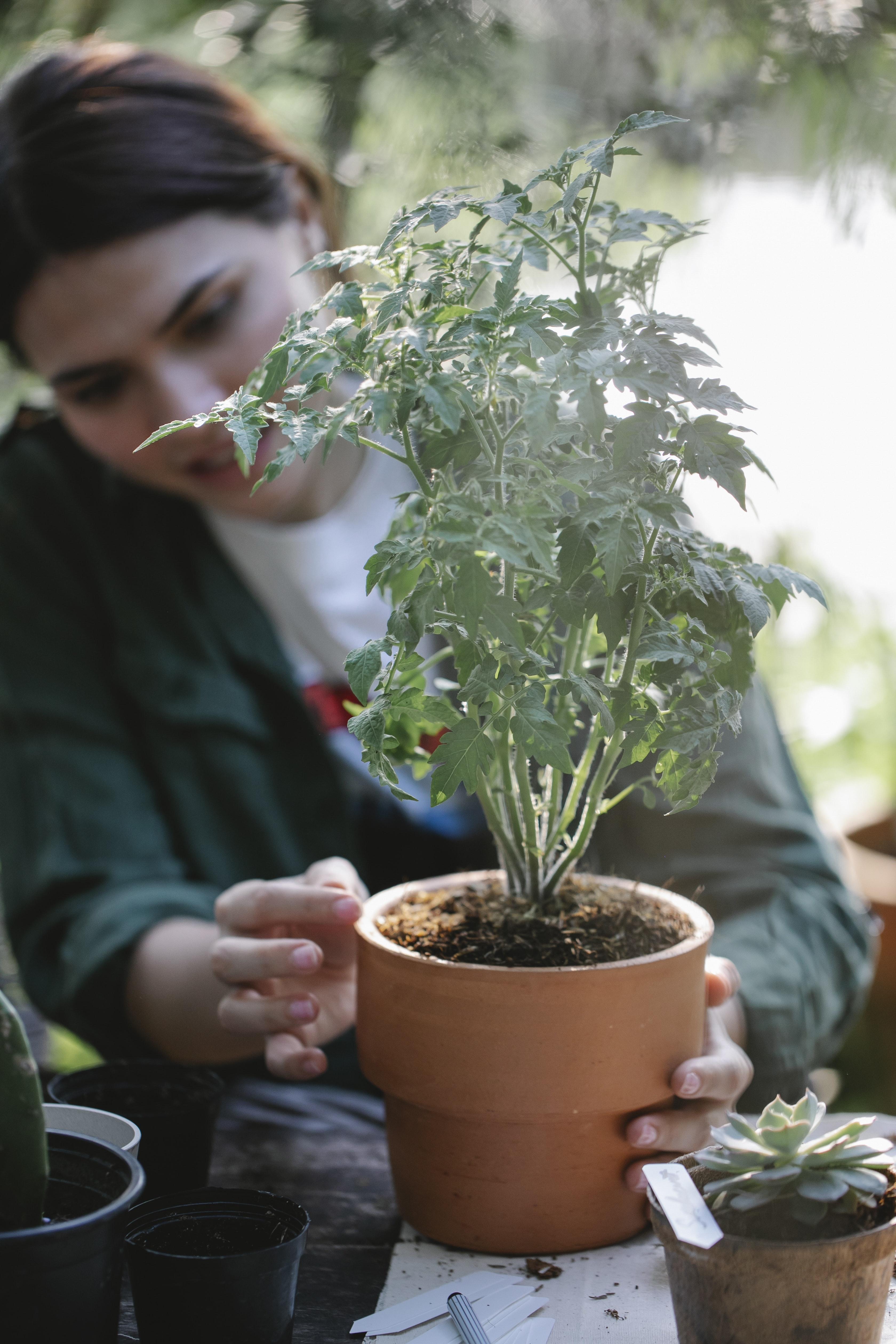  When Is The Best Time Of Day To Transplant Plants 