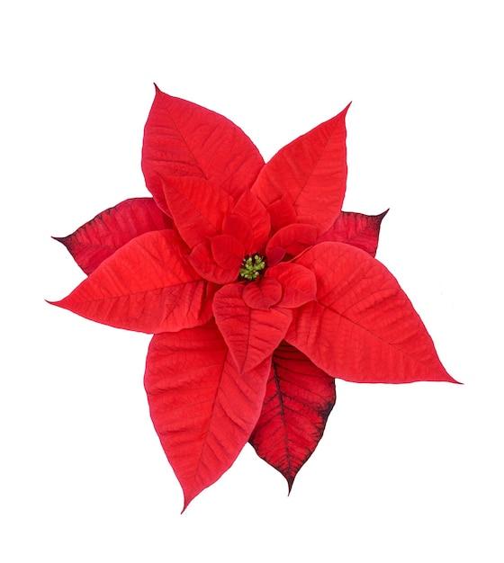  When To Cut Back Poinsettias In Florida 