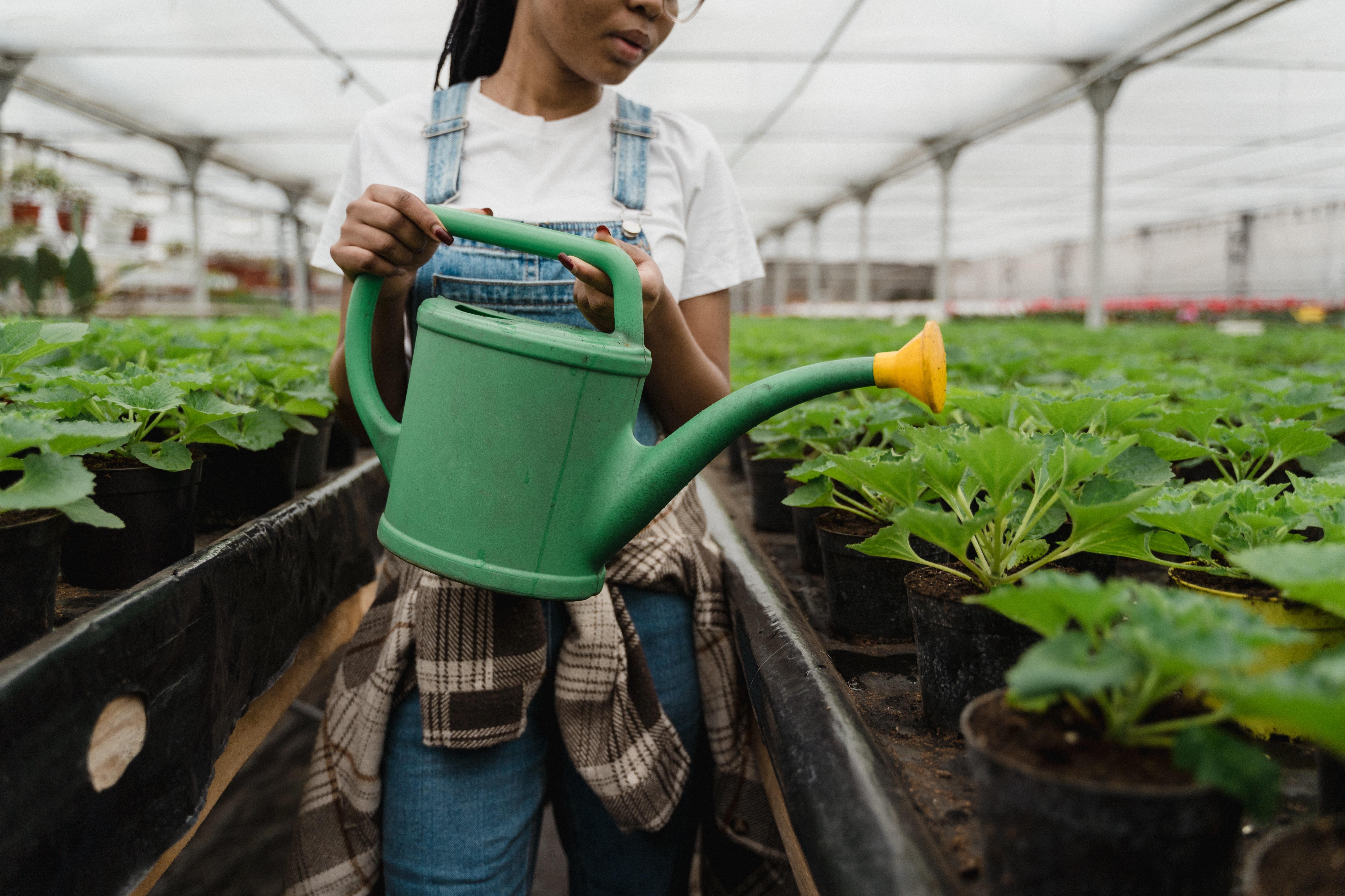 When To Move Seedlings To Greenhouse 