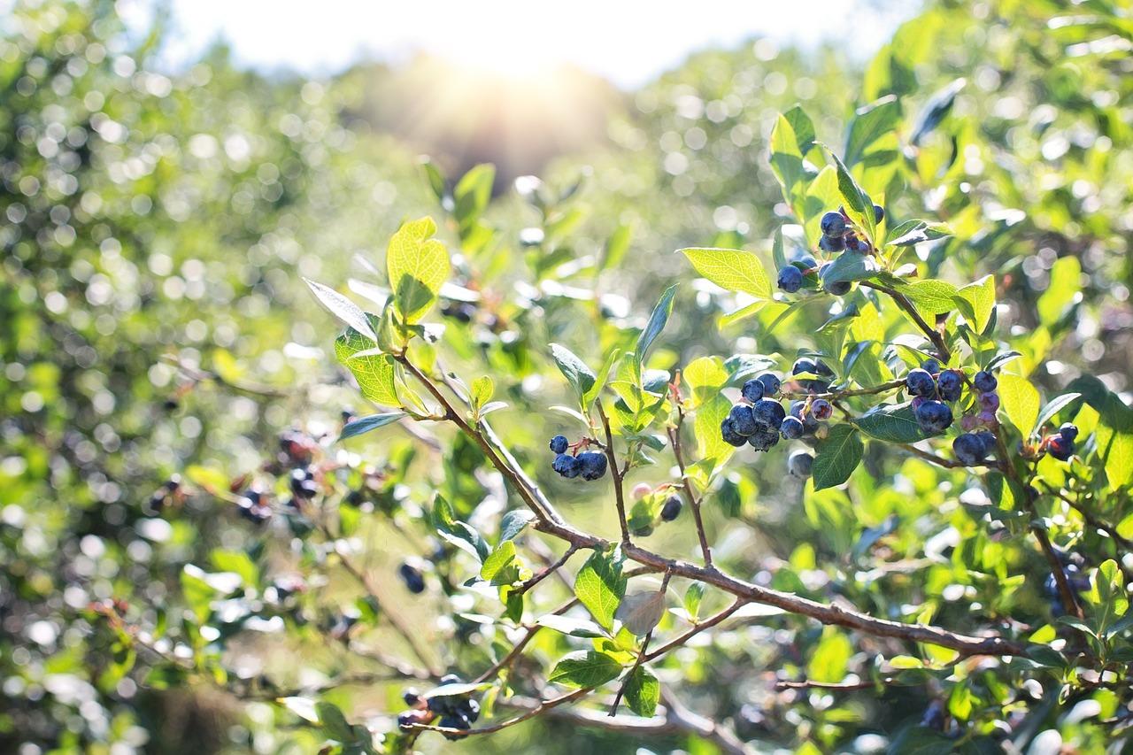  When To Plant Blueberry Bushes In Michigan 