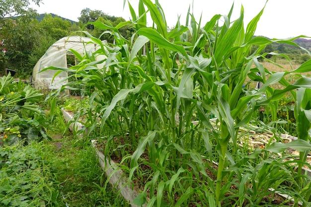 When To Plant Corn In Pa 