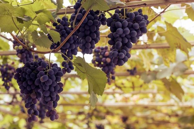  When To Plant Grapes Zone 5 