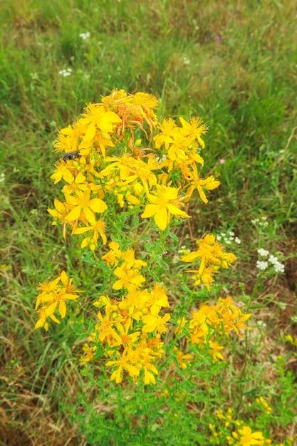 When To Plant Herbs In Oregon 