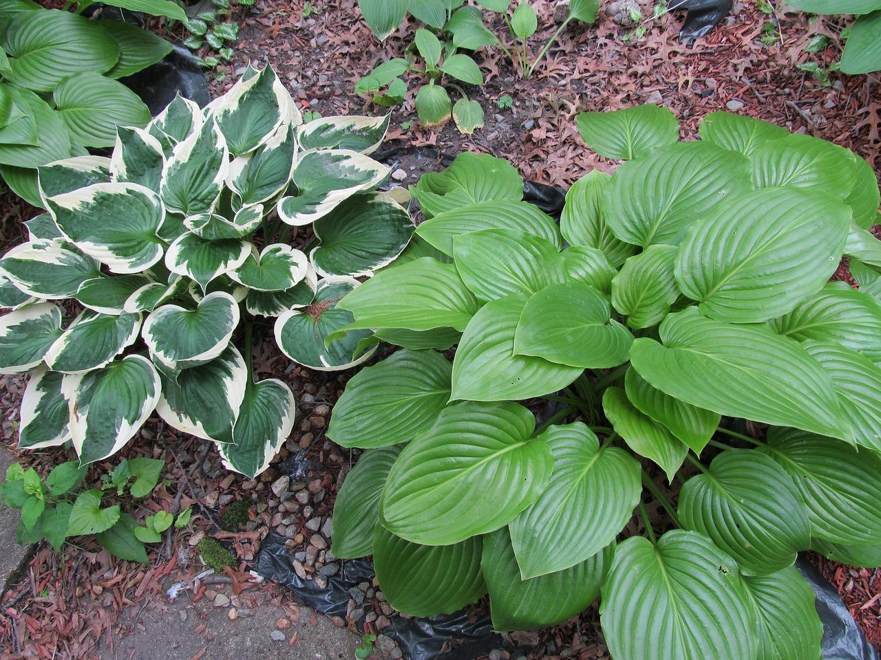 When To Plant Hostas In Georgia 