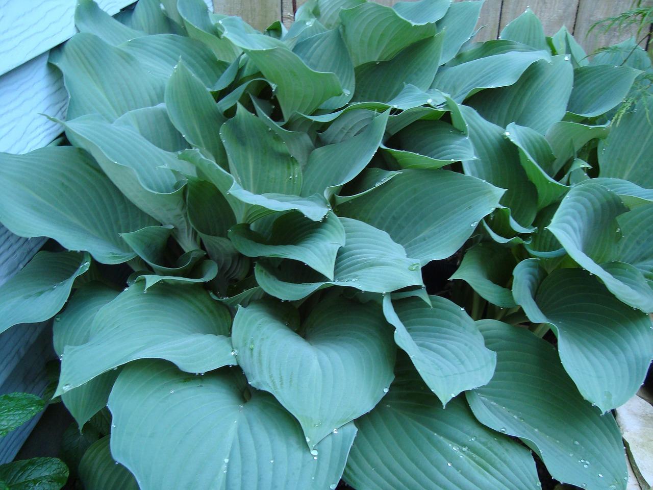 When To Plant Hostas In Michigan 