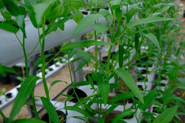  When To Plant Spinach In Southern California 