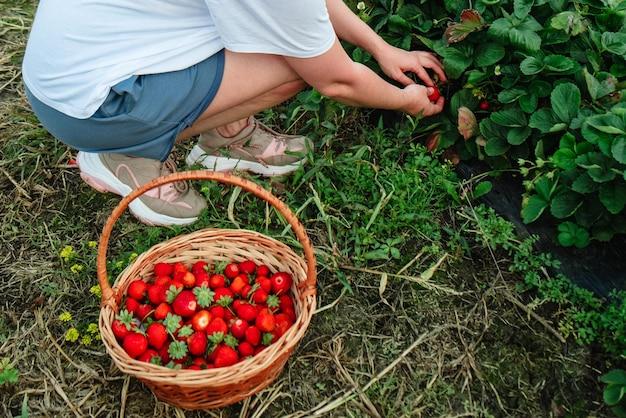  When To Plant Strawberries In Nj 