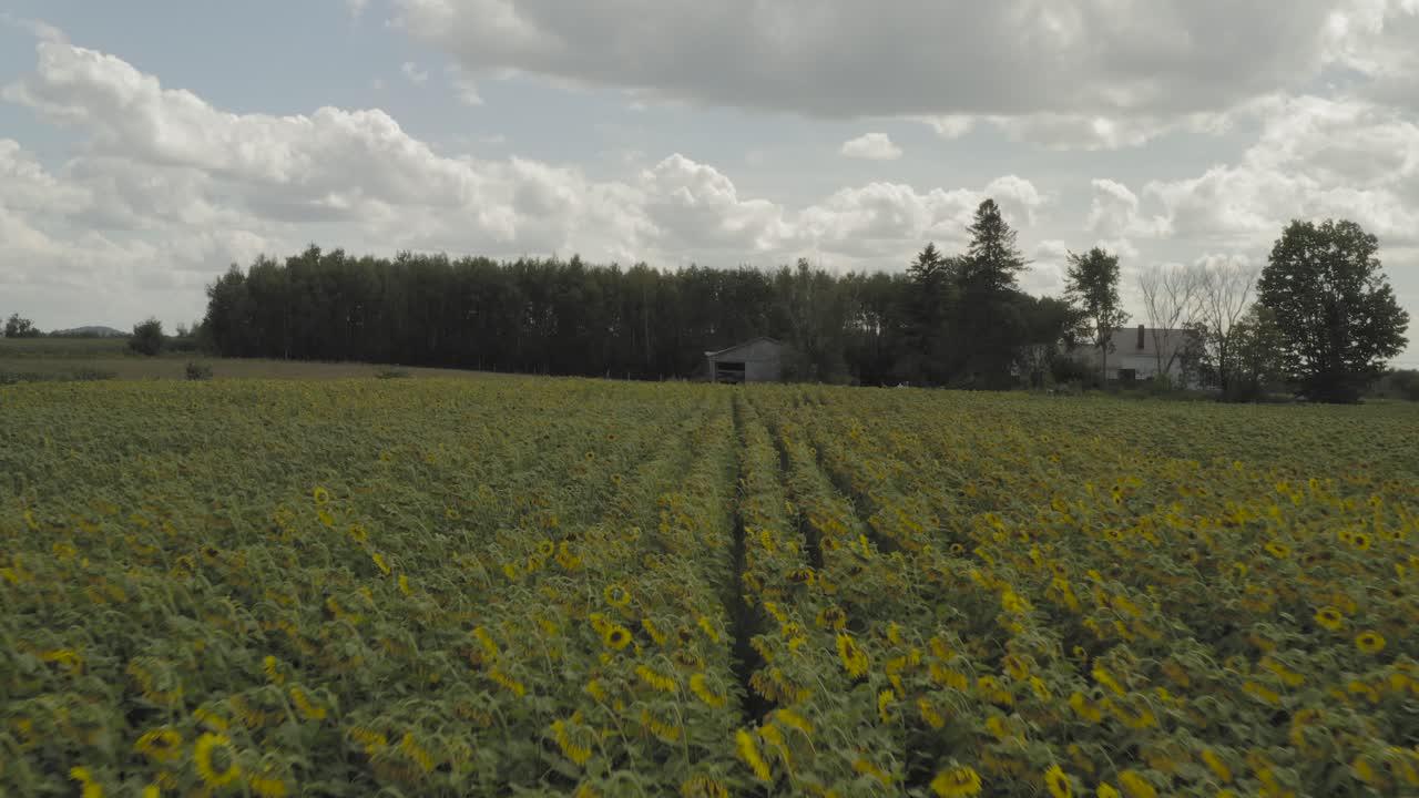  When To Plant Sunflowers In Maine 