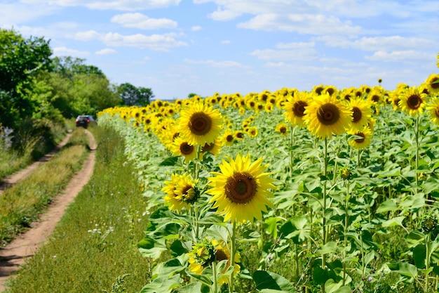 When To Plant Sunflowers In Maryland 