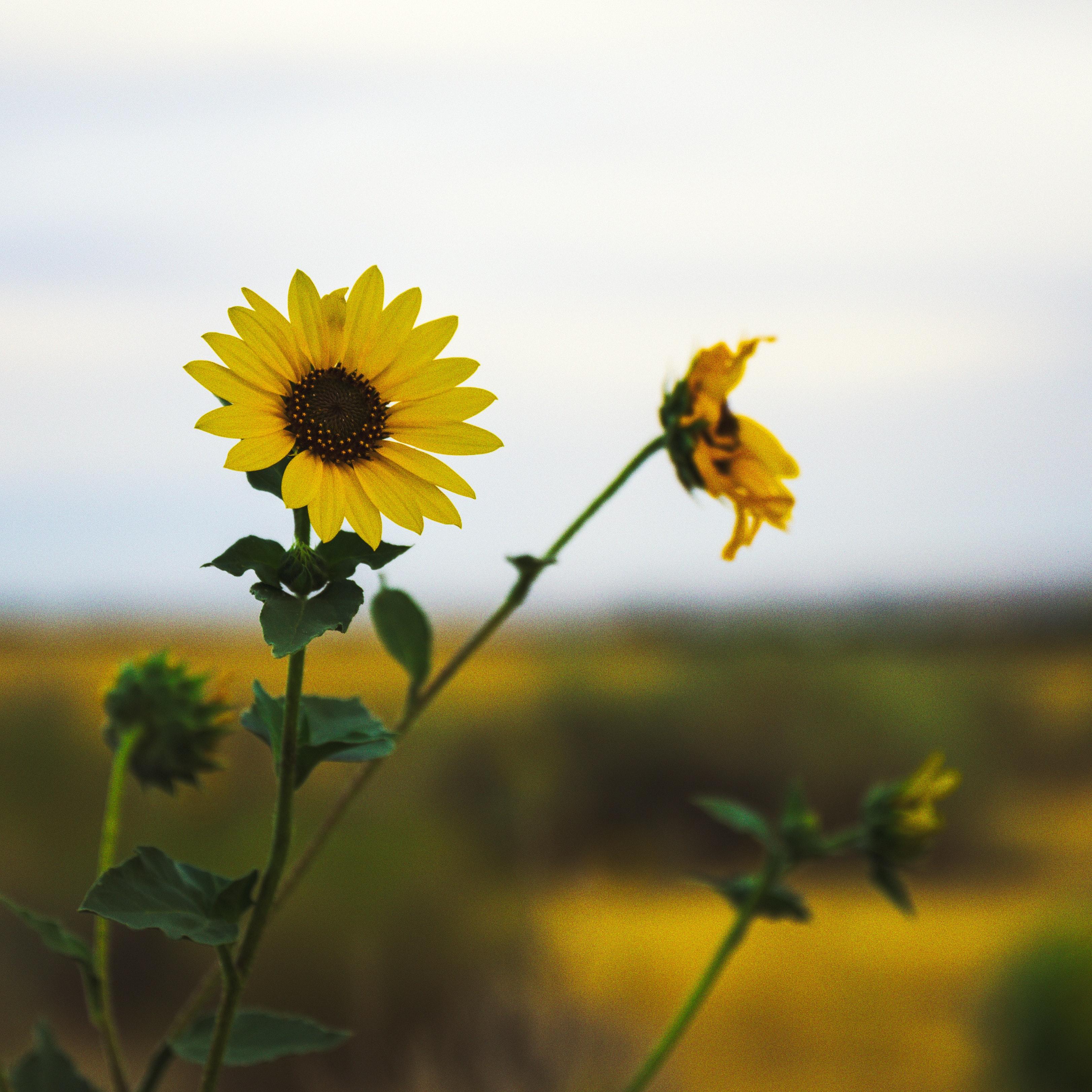  When To Plant Sunflowers In Mississippi 