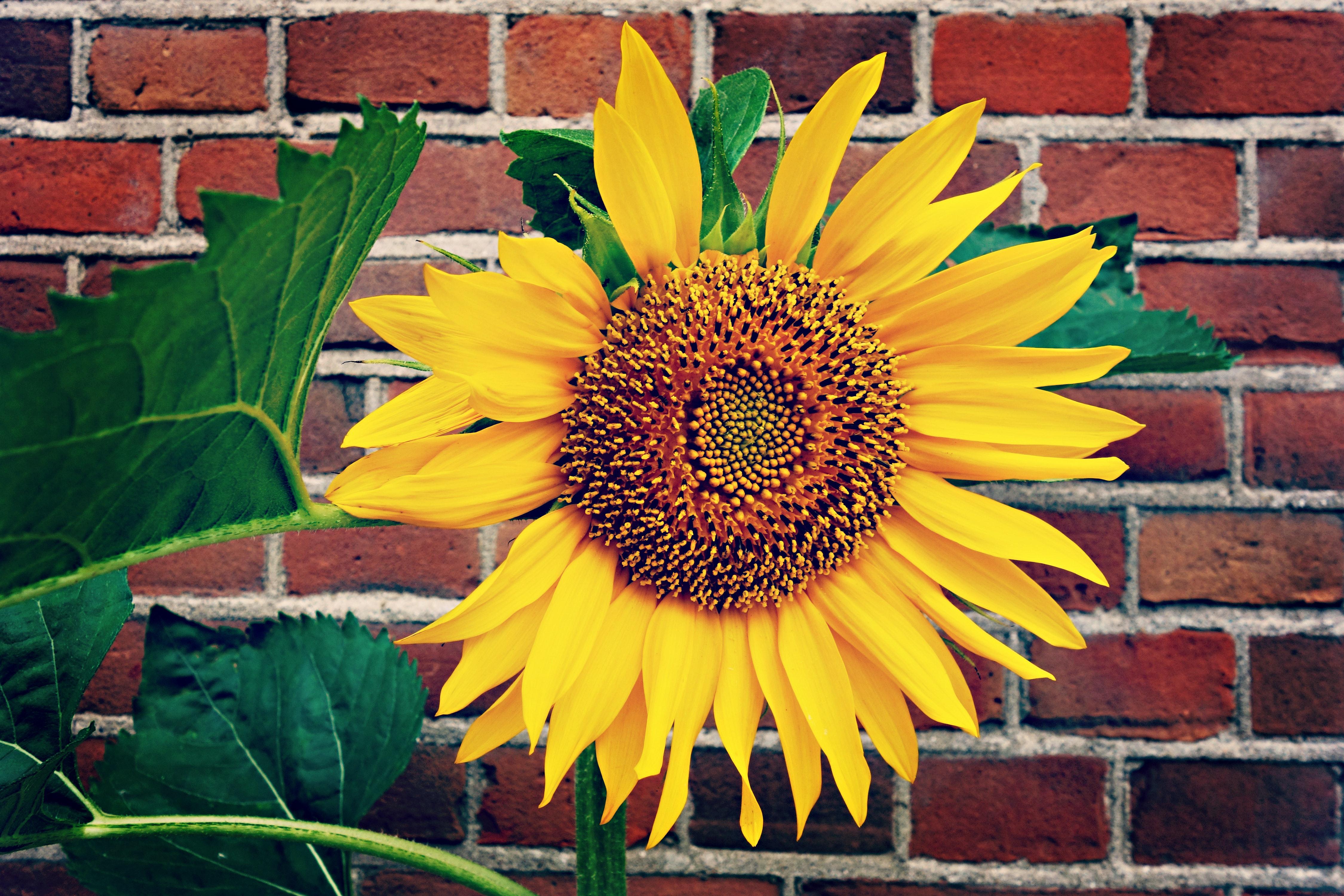 When To Plant Sunflowers In Pennsylvania 