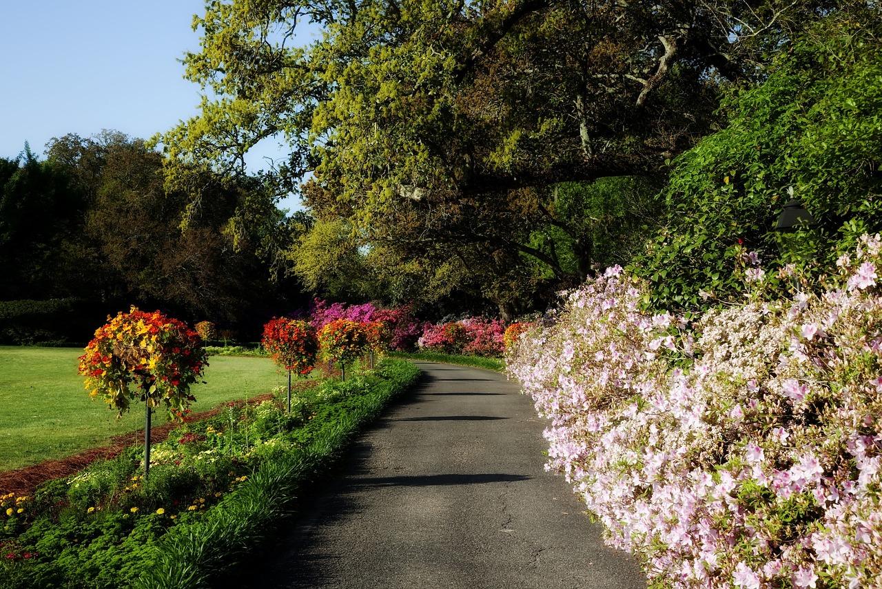 When To Plant Tulips In Alabama 