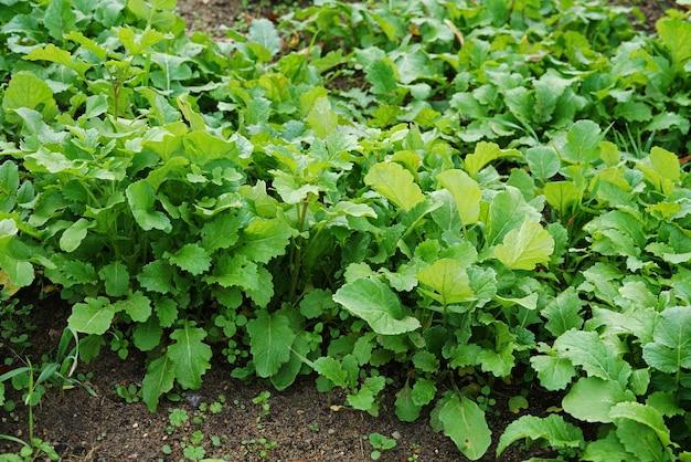  When To Plant Turnip Greens In Tennessee 