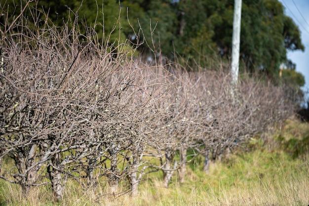  When To Prune Apple Trees In California 