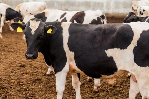  When To Put Bottle Calves On Pasture 