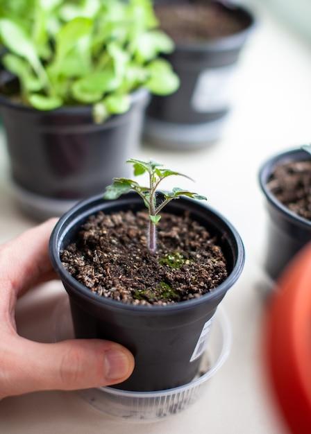 When To Thin Basil Seedlings 