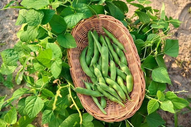  Where Do Pinto Beans Grow 