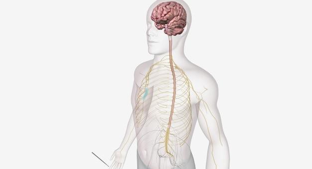 Where does an action potential originate? 