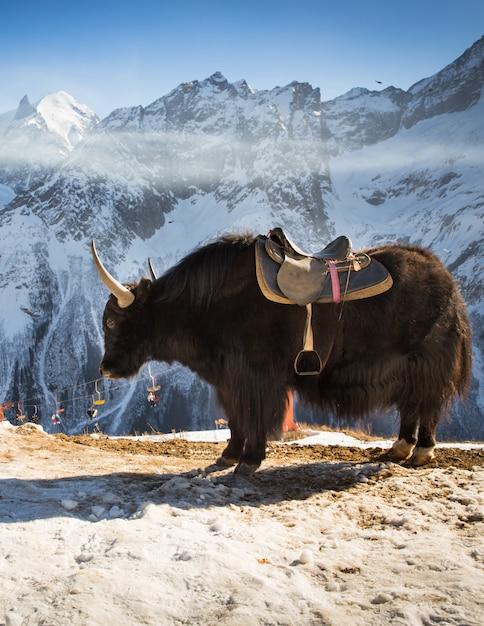  Where To Buy Yak Mount 