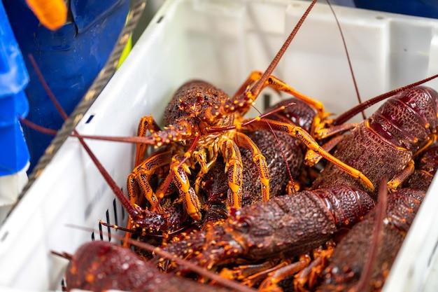  Where To Catch Crawfish In Southern California 