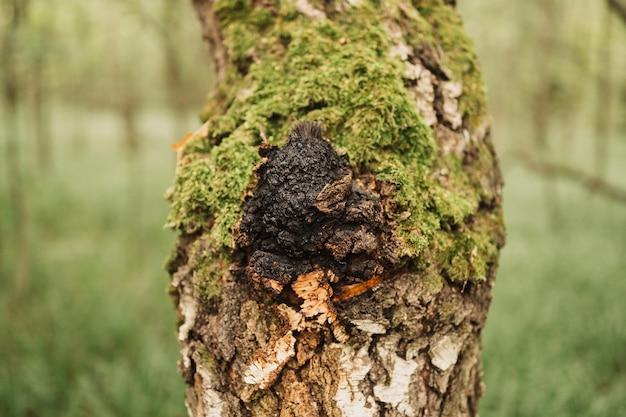  Where To Sell Raw Chaga 