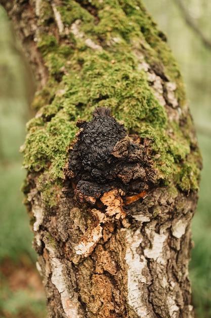  Where To Sell Raw Chaga 