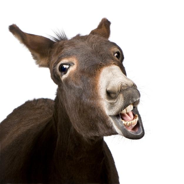 Why Do Donkeys Show Their Teeth 