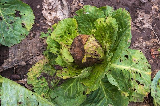 Why Does Cut Cabbage Turn Black 