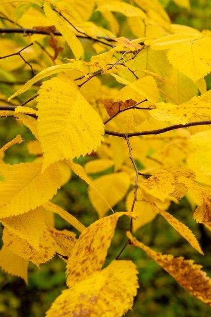 Why is my elm tree losing leaves in summer? 