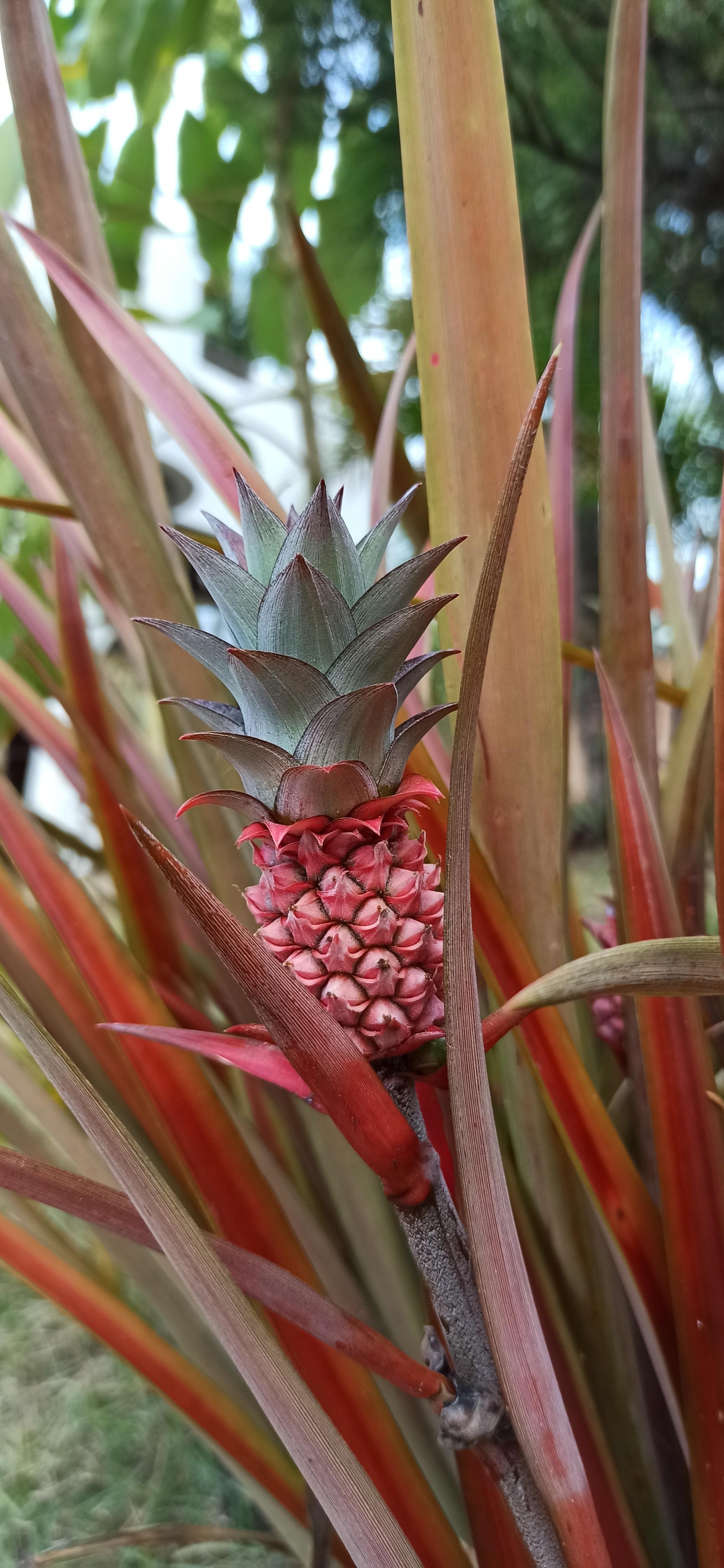 Why Is My Pineapple Plant Turning Brown 