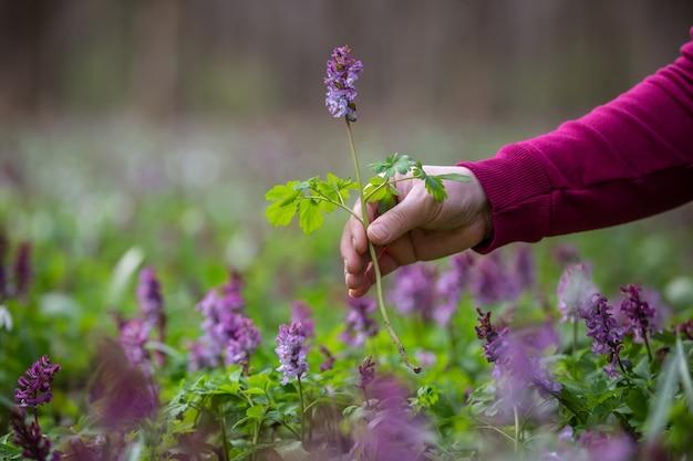  Why Is Purple So Rare In Nature 