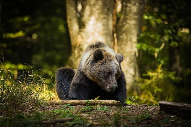 Will A Shotgun Slug Kill A Bear 